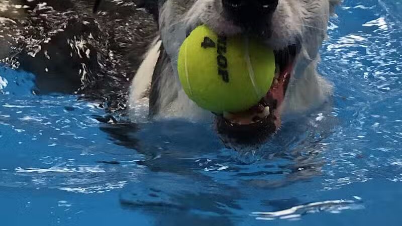 The Water Bark LLC - Oklahoma City, OK