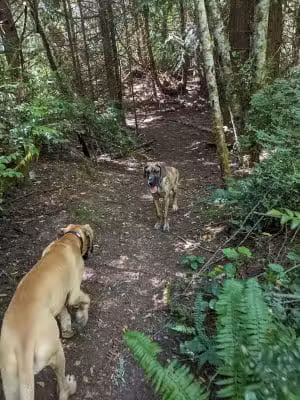 Bandix Dog Park