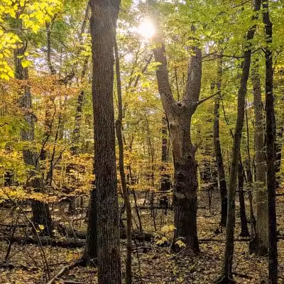 Wilson M. Powell Wildlife Sanctuary - Old Chatham, NY