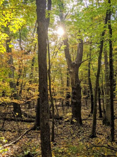 Wilson M. Powell Wildlife Sanctuary - Old Chatham, NY