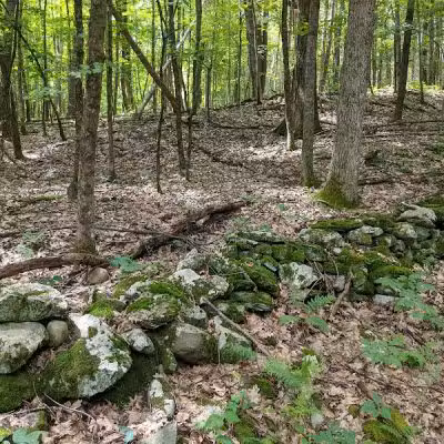 Wilson M. Powell Wildlife Sanctuary - Old Chatham, NY