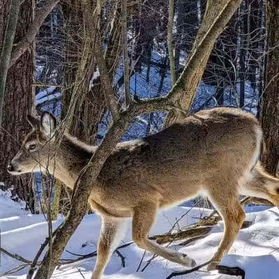 Wilson M. Powell Wildlife Sanctuary - Old Chatham, NY