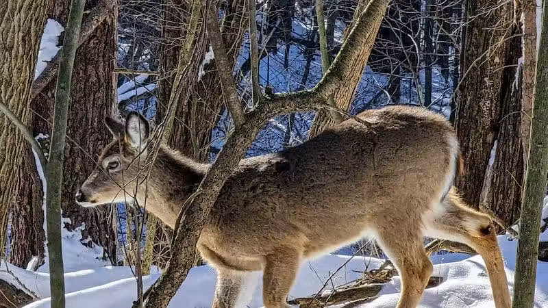 Wilson M. Powell Wildlife Sanctuary - Old Chatham, NY