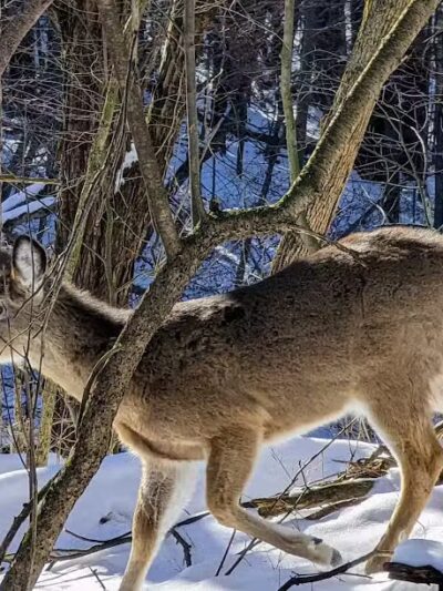 Wilson M. Powell Wildlife Sanctuary - Old Chatham, NY