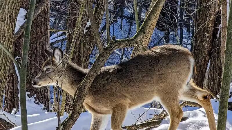 Wilson M. Powell Wildlife Sanctuary - Old Chatham, NY