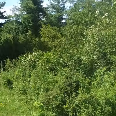 Wilson M. Powell Wildlife Sanctuary - Old Chatham, NY