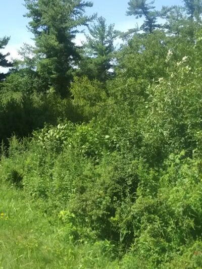 Wilson M. Powell Wildlife Sanctuary - Old Chatham, NY