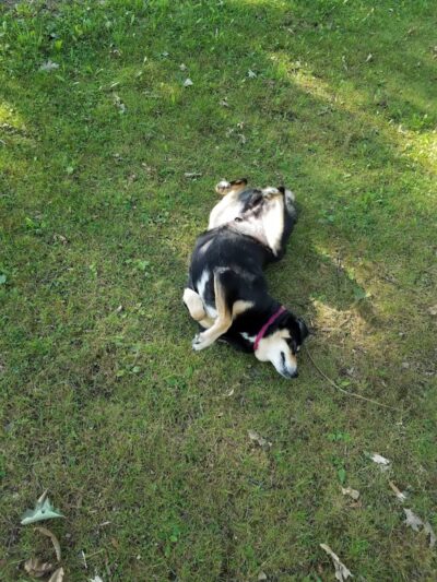 Oak Hill Park - Olean, NY