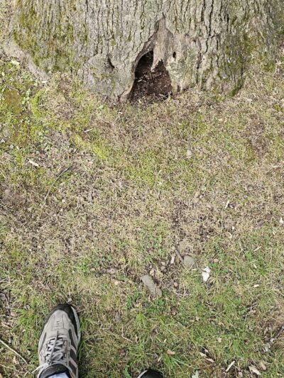 Oak Hill Park - Olean, NY