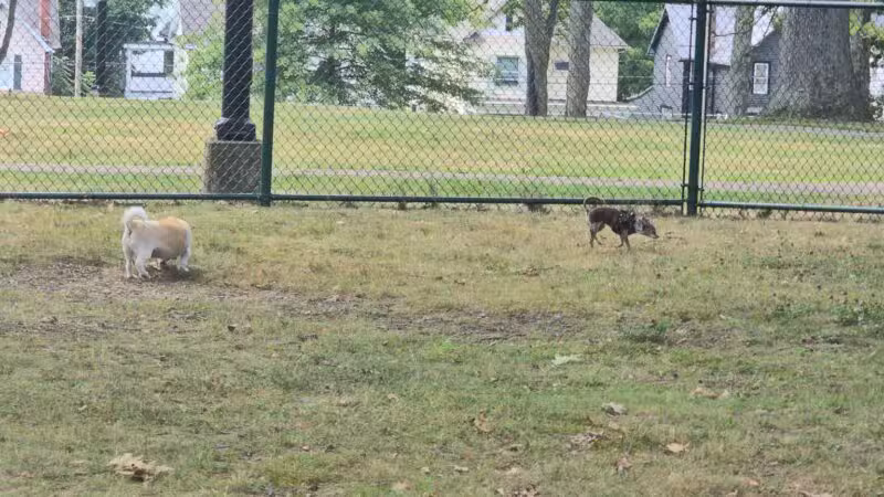 Oak Hill Park - Olean, NY
