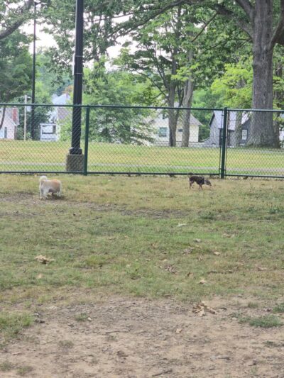 Oak Hill Park - Olean, NY