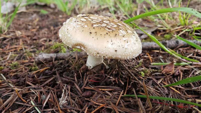 Chehalis Western Herman Rd Trailhead - Olympia, WA