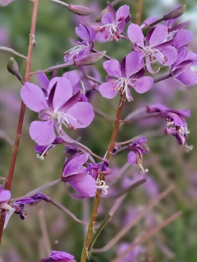 Chehalis Western Herman Rd Trailhead - Olympia, WA