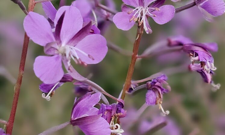 Chehalis Western Herman Rd Trailhead - Olympia, WA