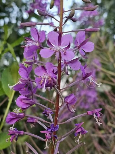Chehalis Western Herman Rd Trailhead - Olympia, WA
