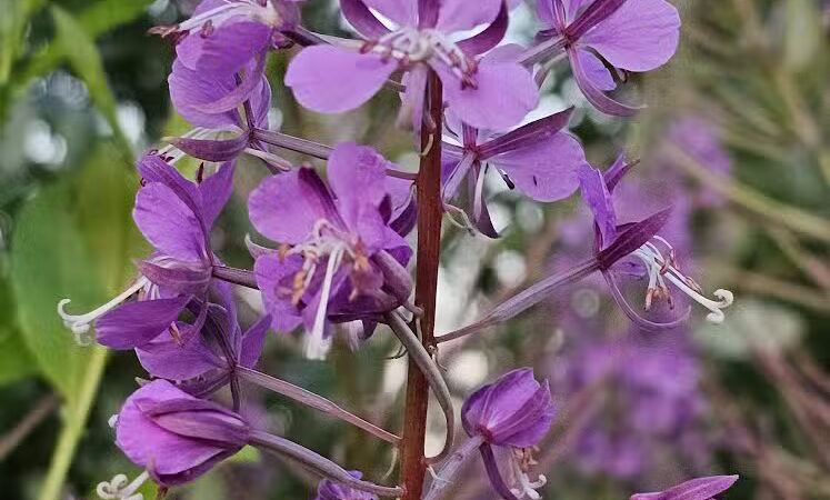 Chehalis Western Herman Rd Trailhead - Olympia, WA