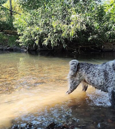 Deschutes River Ranch - Olympia, WA