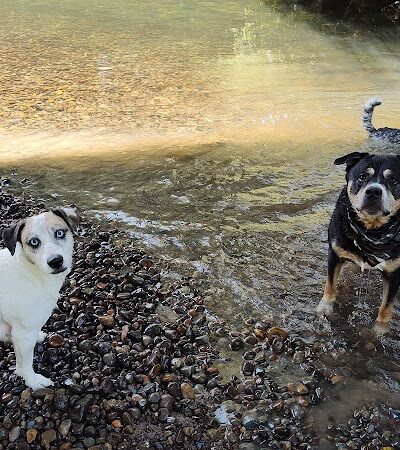 Deschutes River Ranch - Olympia, WA