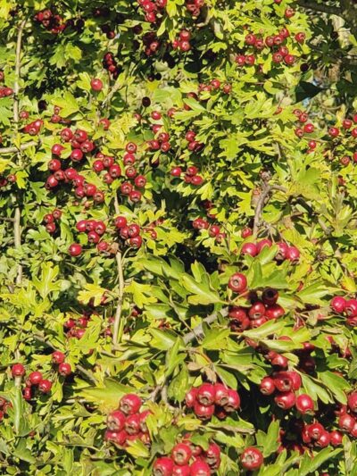 Greg J. Cuoio Community Park - Olympia, WA