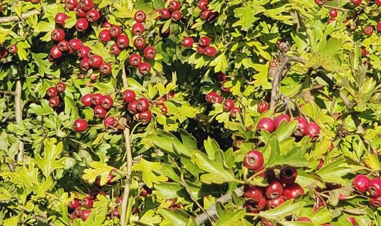 Greg J. Cuoio Community Park - Olympia, WA