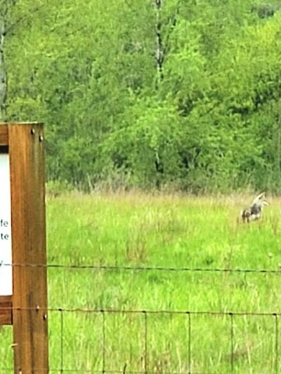 Greg J. Cuoio Community Park - Olympia, WA