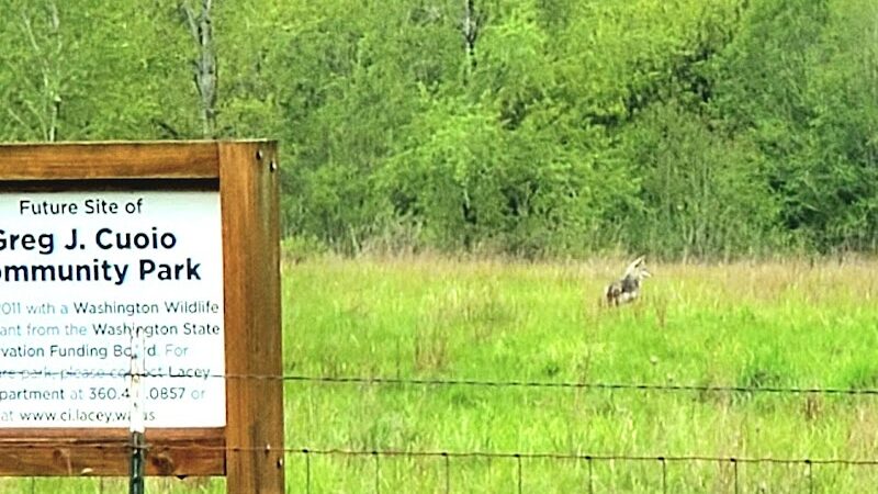 Greg J. Cuoio Community Park - Olympia, WA