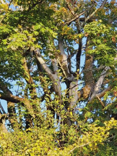Greg J. Cuoio Community Park - Olympia, WA