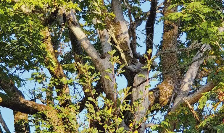 Greg J. Cuoio Community Park - Olympia, WA