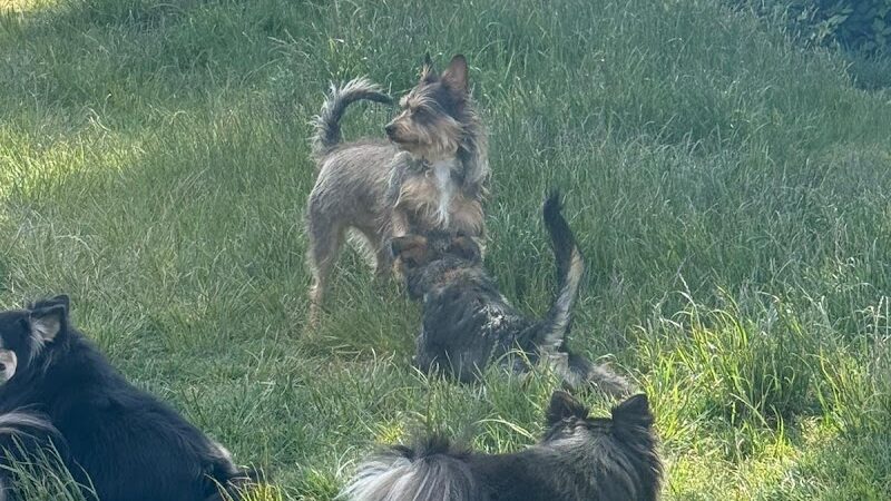 McLane Off-Leash Dog Park