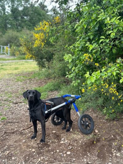 McLane Off-Leash Dog Park