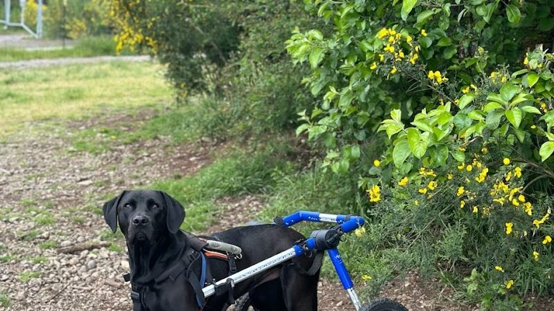 McLane Off-Leash Dog Park