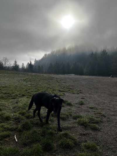 McLane Off-Leash Dog Park