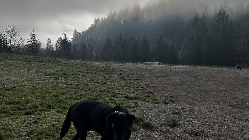 McLane Off-Leash Dog Park
