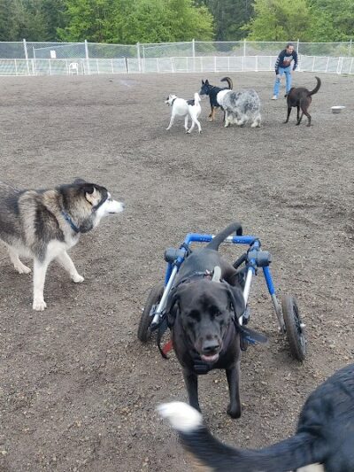 McLane Off-Leash Dog Park