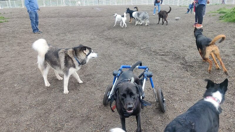 McLane Off-Leash Dog Park