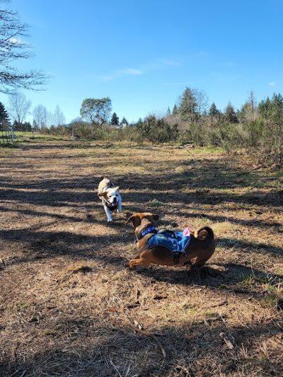 McLane Off-Leash Dog Park