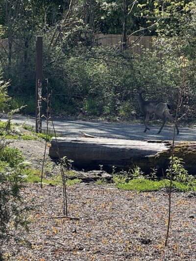 Nisqually River Public Access - Olympia, WA