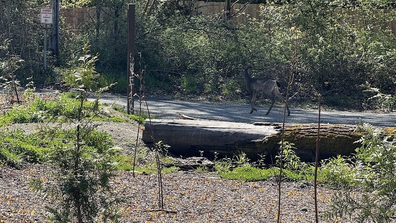 Nisqually River Public Access - Olympia, WA