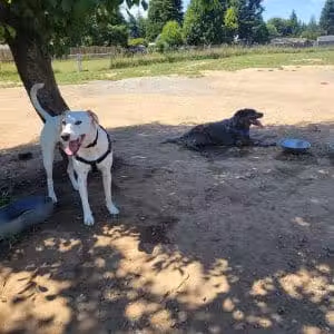 Olympia Dog Park