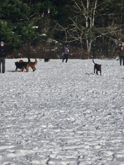 Olympia Dog Park