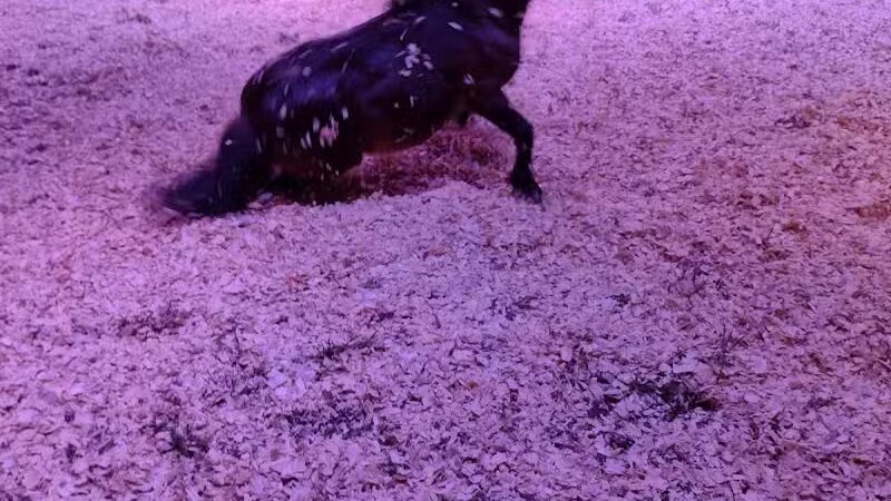 Aksarben Dog Park Omaha - Omaha, NE