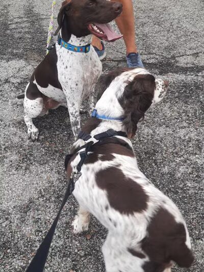 Aksarben Dog Park Omaha - Omaha, NE