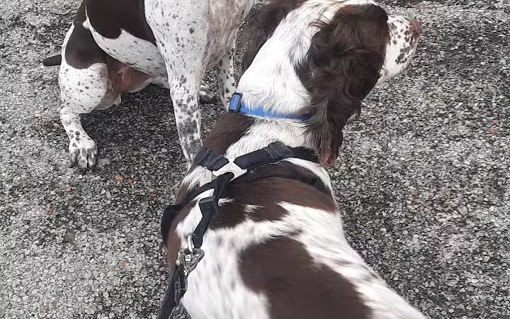 Aksarben Dog Park Omaha - Omaha, NE