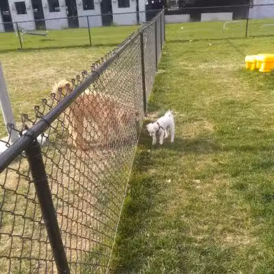 Aksarben Dog Park Omaha - Omaha, NE