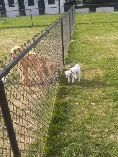 Aksarben Dog Park Omaha - Omaha, NE