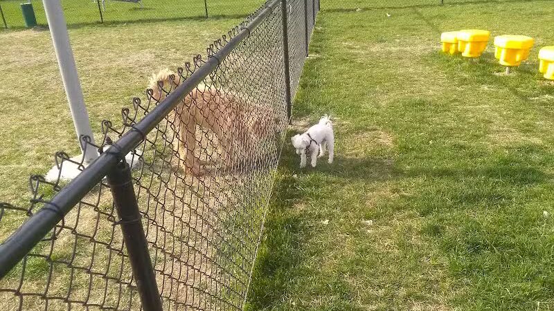 Aksarben Dog Park Omaha - Omaha, NE