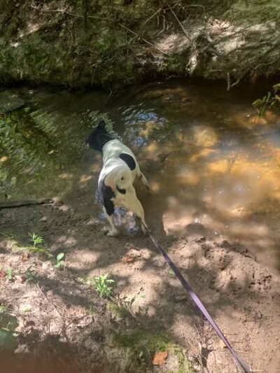 Mary Ellen Yost Memorial Dog Park - Onalaska, TX