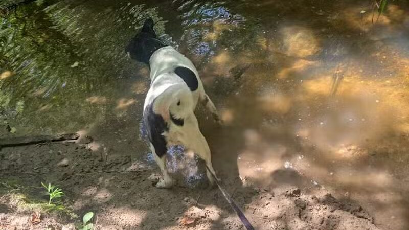 Mary Ellen Yost Memorial Dog Park - Onalaska, TX