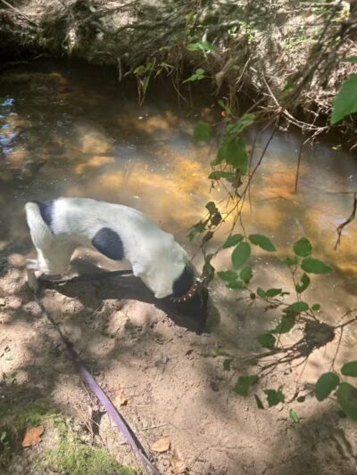 Mary Ellen Yost Memorial Dog Park - Onalaska, TX
