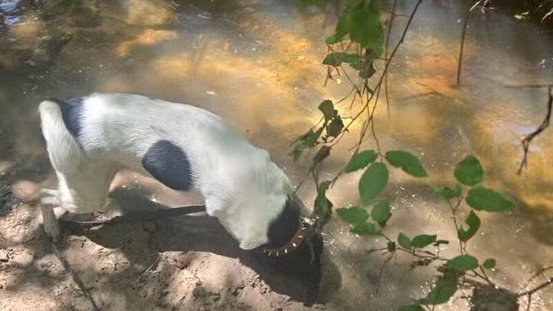 Mary Ellen Yost Memorial Dog Park - Onalaska, TX